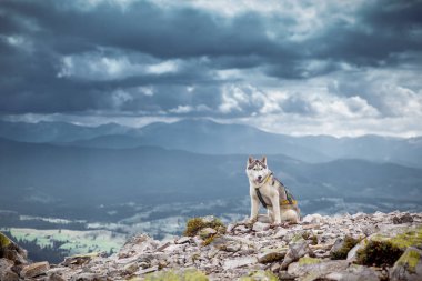 Dağlar oturma köpeğe benziyor