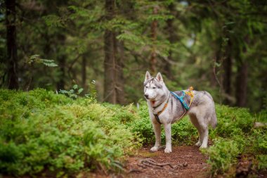 Güzel köpek doğurmak ormandaki Siberian dış yapraklar