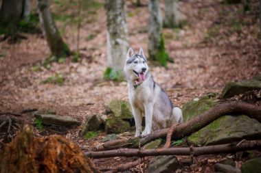 Sibirya husky köpek standları ve önde görünüyor