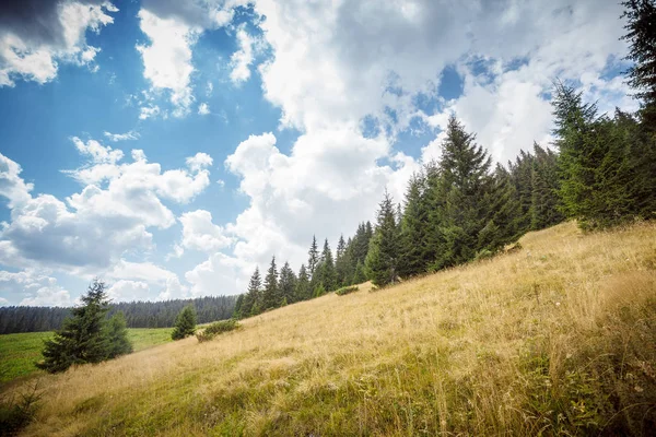 Glade in the Carpathian Mountains — Stock Photo, Image