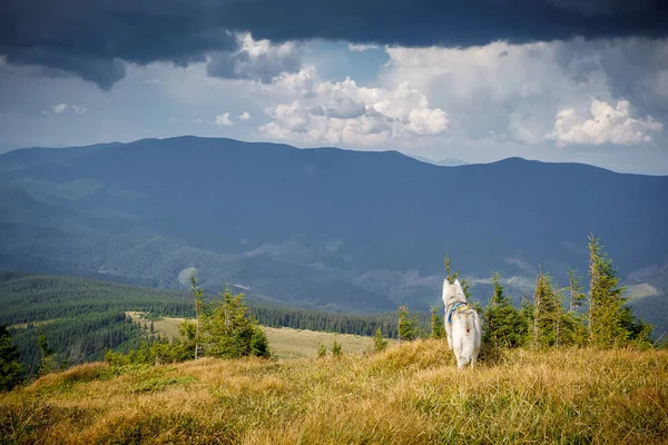 Siberian husky dog hiking in the mountains — Stock Photo, Image