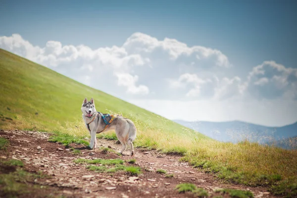 Perro en el paso de montaña — Foto de Stock