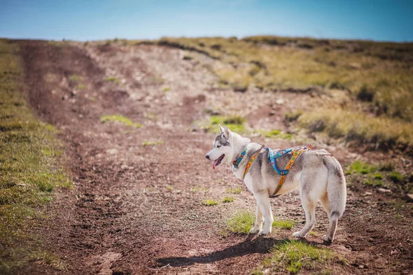 köpek dağların çalışır
