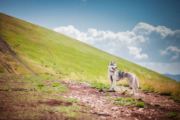 Perro en el paso de montaña — Foto de Stock