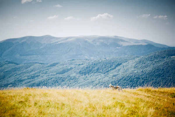 Sibiřský husky psa v horách — Stock fotografie