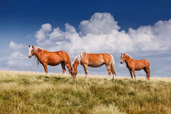 Gruppe von drei Pferden auf der Weide — Stockfoto