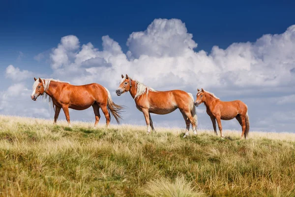 Gruppe von drei Pferden auf der Weide — Stockfoto