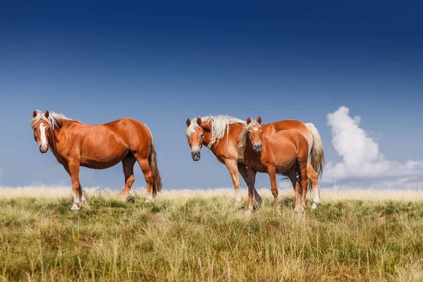Pferdeherde auf der Bergwiese — Stockfoto