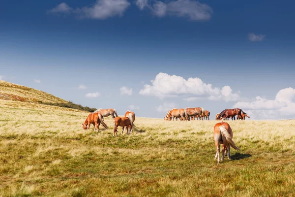 Atlar ve bulutlar otlatma ile dağ manzarası — Stok fotoğraf