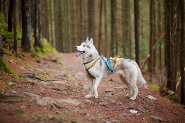 Güzel köpek, ormanda Siberian dış yapraklar