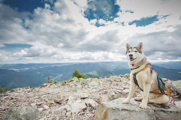 Perro sentado en la cima de la montaña — Foto de Stock
