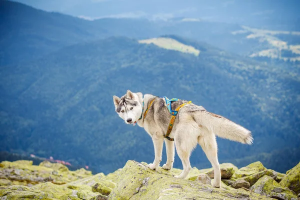 Perro en la cima de la montaña —  Fotos de Stock