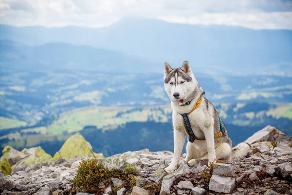 Perro sentado mira a las montañas —  Fotos de Stock