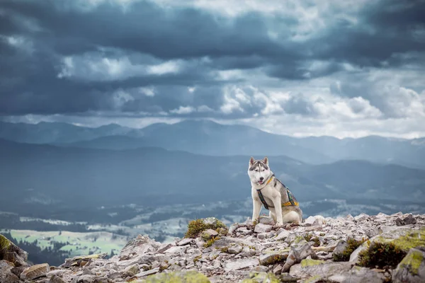 Perro sentado mira a las montañas — Foto de Stock