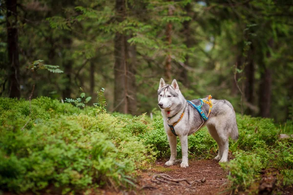 Hermosa raza de perro husky siberiano en el bosque —  Fotos de Stock