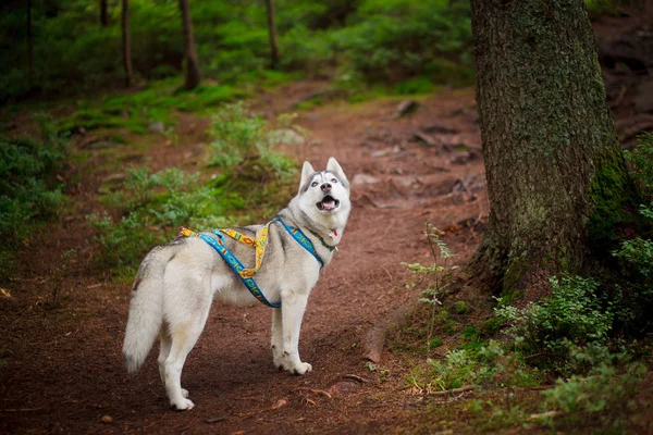 Hermosa raza de perro husky siberiano en el bosque — Foto de Stock