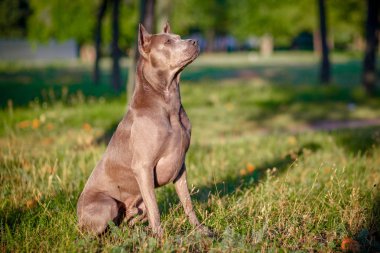 Tay çimlere oturup Ridgeback