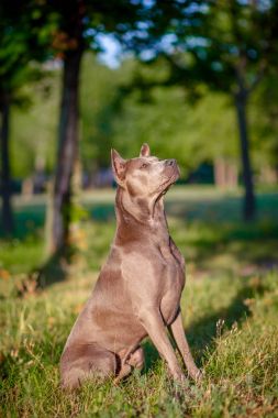 Tay çimlere oturup Ridgeback