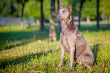 Thai Ridgeback Neşeli Köpek