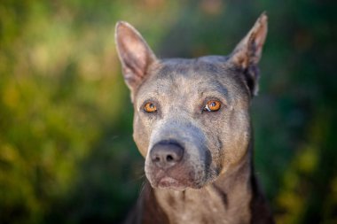Tay Ridgeback yürüyüş