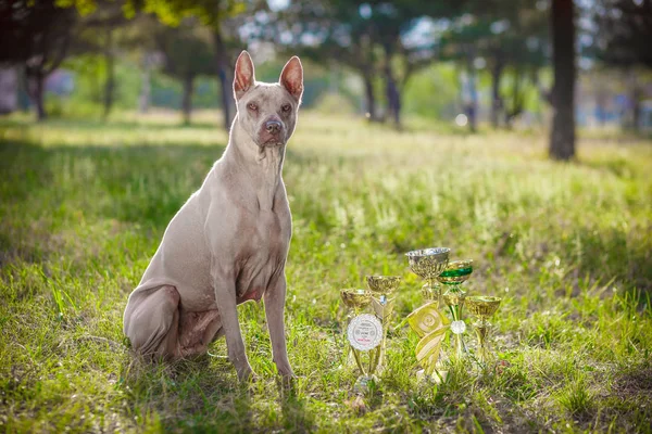 Dog thai ridgeback portréja — Stock Fotó