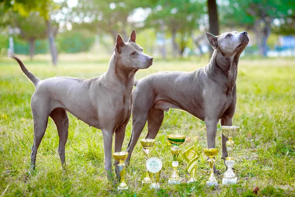 Két Thai Ridgeback kutyát — Stock Fotó