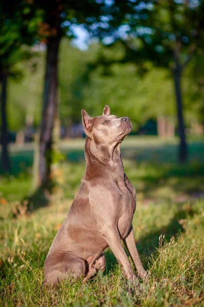 Tay çimlere oturup Ridgeback