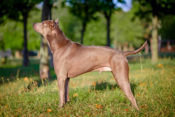 Thai ridgeback köpek açık havada
