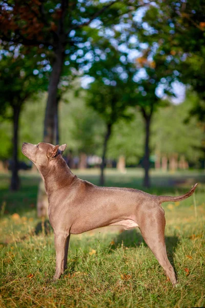 Thai ridgeback köpek açık havada