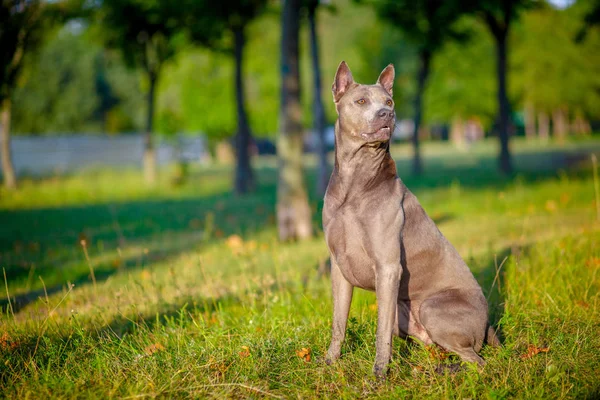güzel Tay Ridgeback köpek