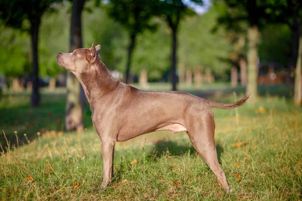 Thai Ridgeback kutya boldog érzelmek — Stock Fotó