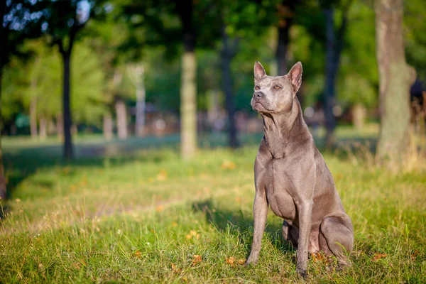 Thai Ridgeback hond is permanent op het gras — Stockfoto