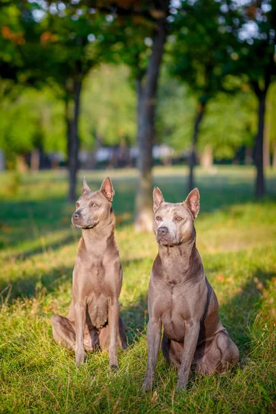 Két Thai Ridgeback kutyát — Stock Fotó