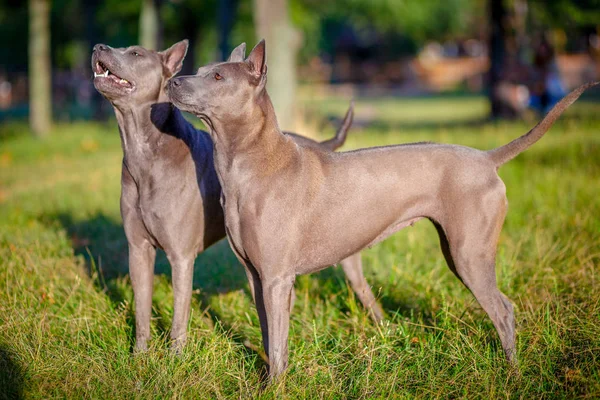 İki Tay Ridgeback köpek