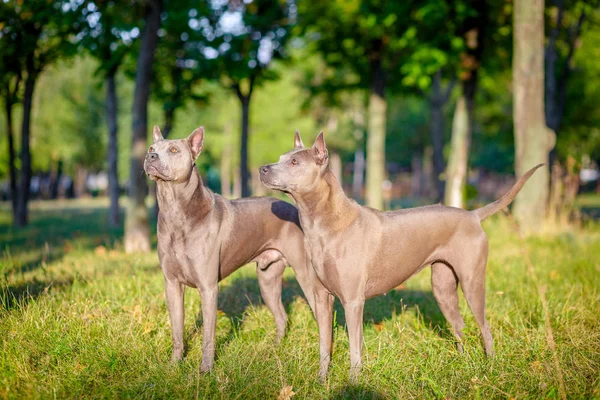 Két Thai Ridgeback kutyát — Stock Fotó