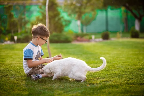 little boy feeds homeless cat in a garden