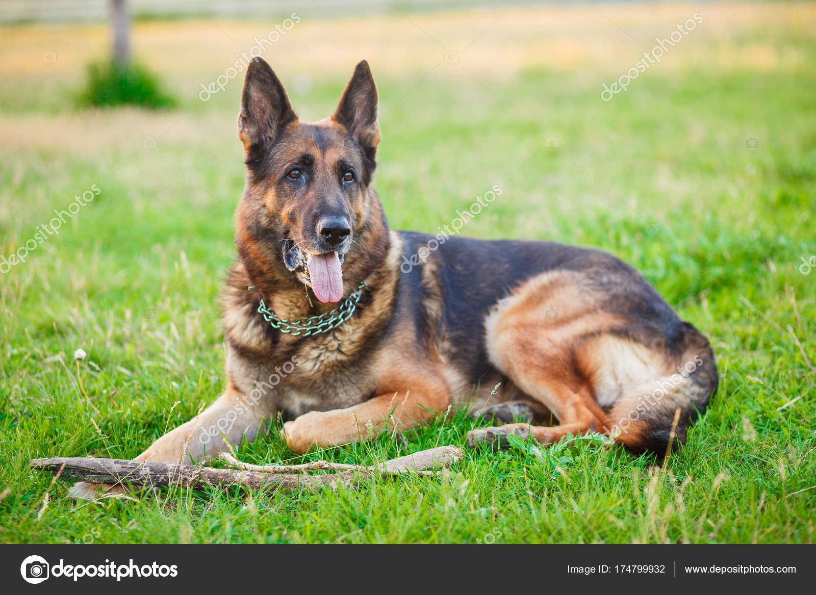 Chien de berger allemand couché dans la forêt d'automne image libre de