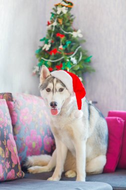 Noel Baba kıyafetli köpek Siberian dış yapraklar
