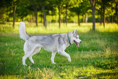 Siberian dış yapraklar sonbaharda ormanda yürüyüş