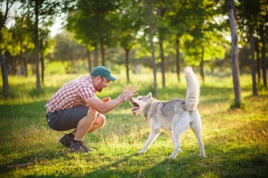İnsan ve Husky köpeği parkta yürüyor.