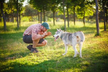 İnsan ve Husky köpeği parkta yürüyor.