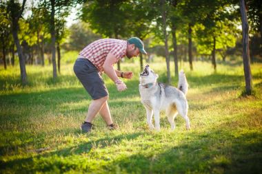 İnsan ve Husky köpeği parkta yürüyor.