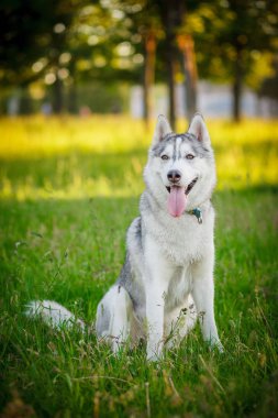 Köpek. Siberian dış yapraklar. Sonbahar.