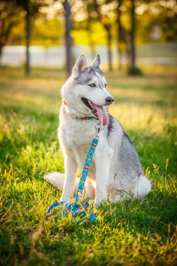 Köpek. Siberian dış yapraklar. Sonbahar.