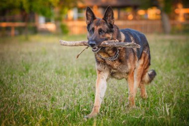 Sonbahar ormanda yalan Alman çoban köpek