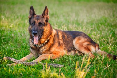 Sonbahar ormanda yalan Alman çoban köpek