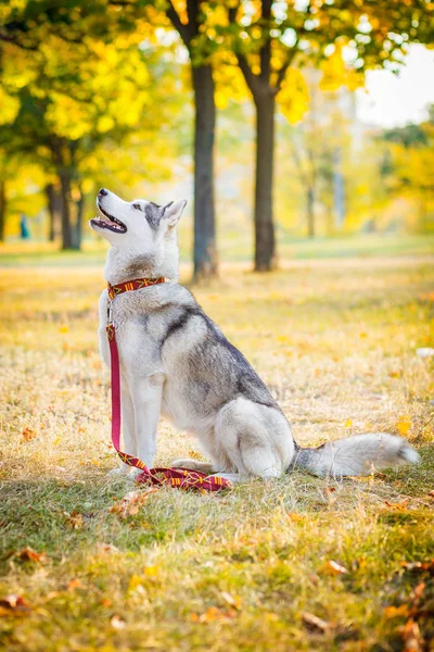 Szibériai Husky ül a pályán egy fagyos reggelen — Stock Fotó