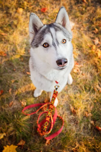 Feliz Husky Siberiano sonriendo a la cámara —  Fotos de Stock