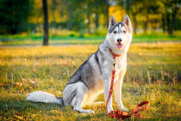 Sibiřský husky pes stojí a stojí před — Stock fotografie