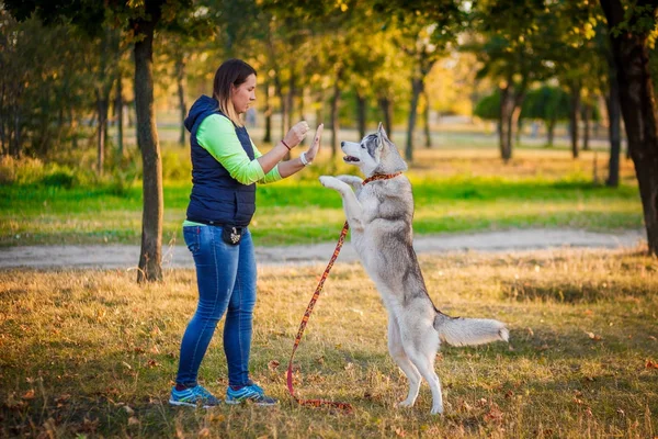 Jovem menina jogar com husky siberiano — Fotografia de Stock